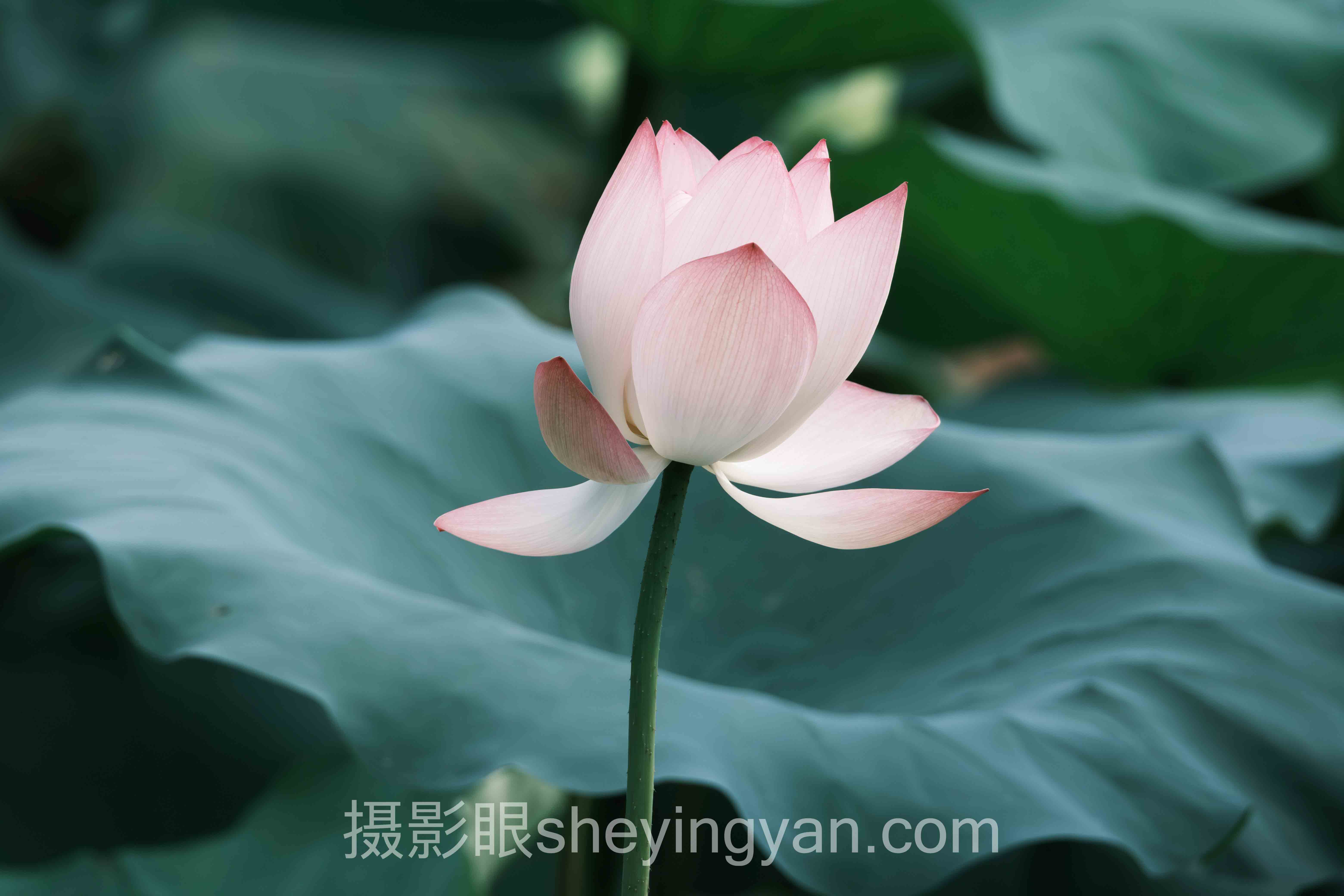 关于摄影新手入门需要多久的5个关键问题，一次说清