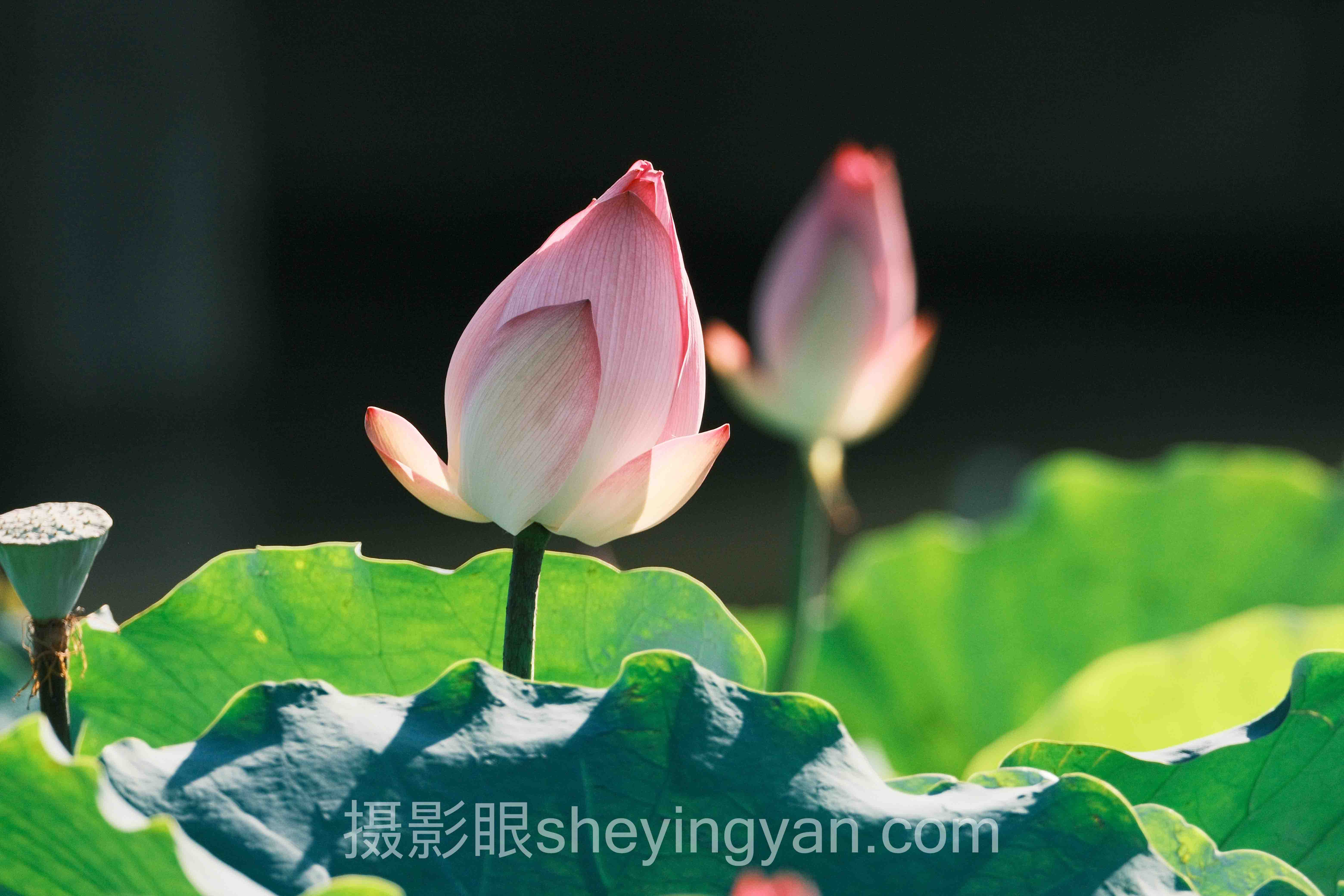 摄影进步慢怎么办?3个案例告诉你答案