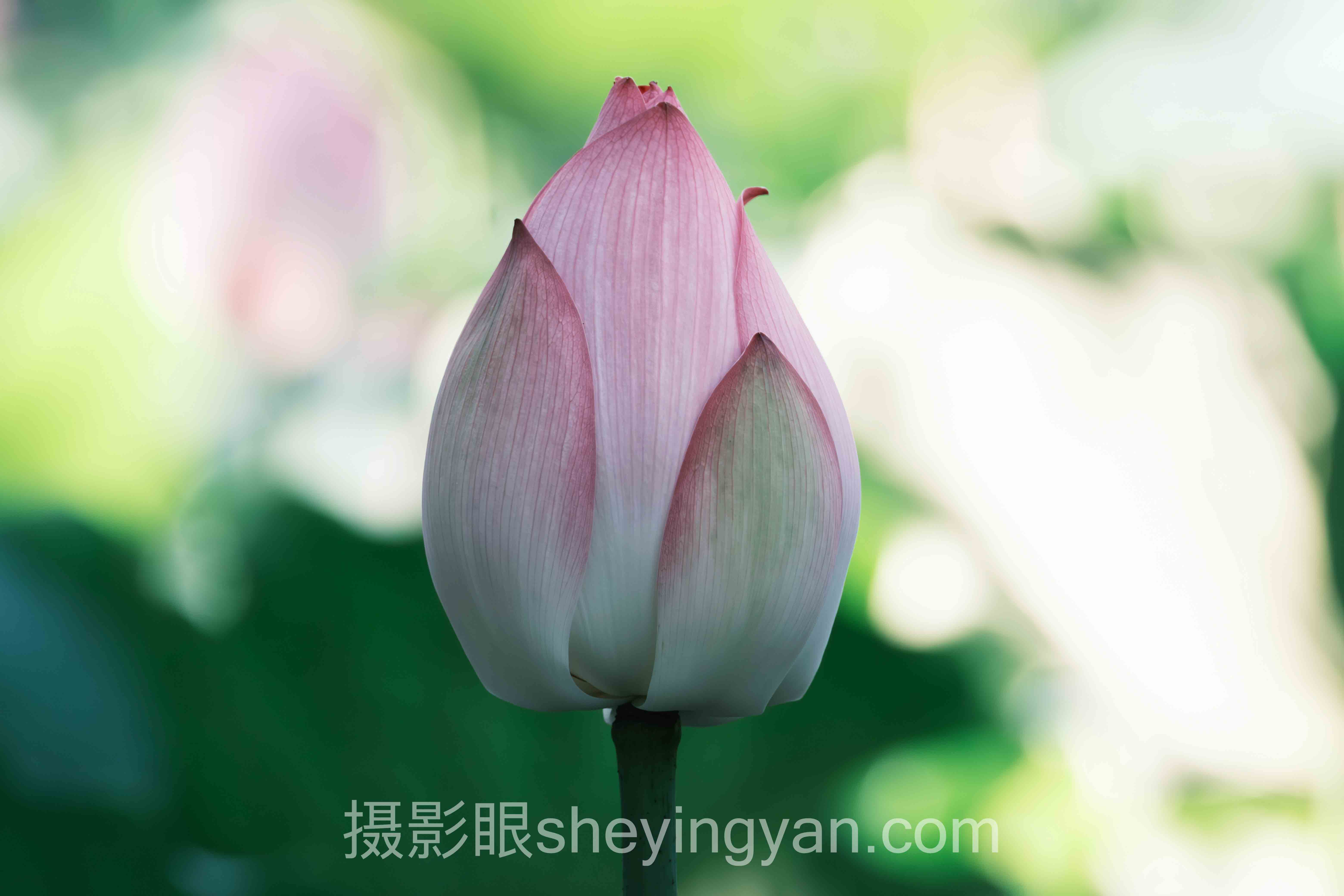 零基础学摄影眼：随手拍废片 vs 刻意练眼力，谁更胜一筹？