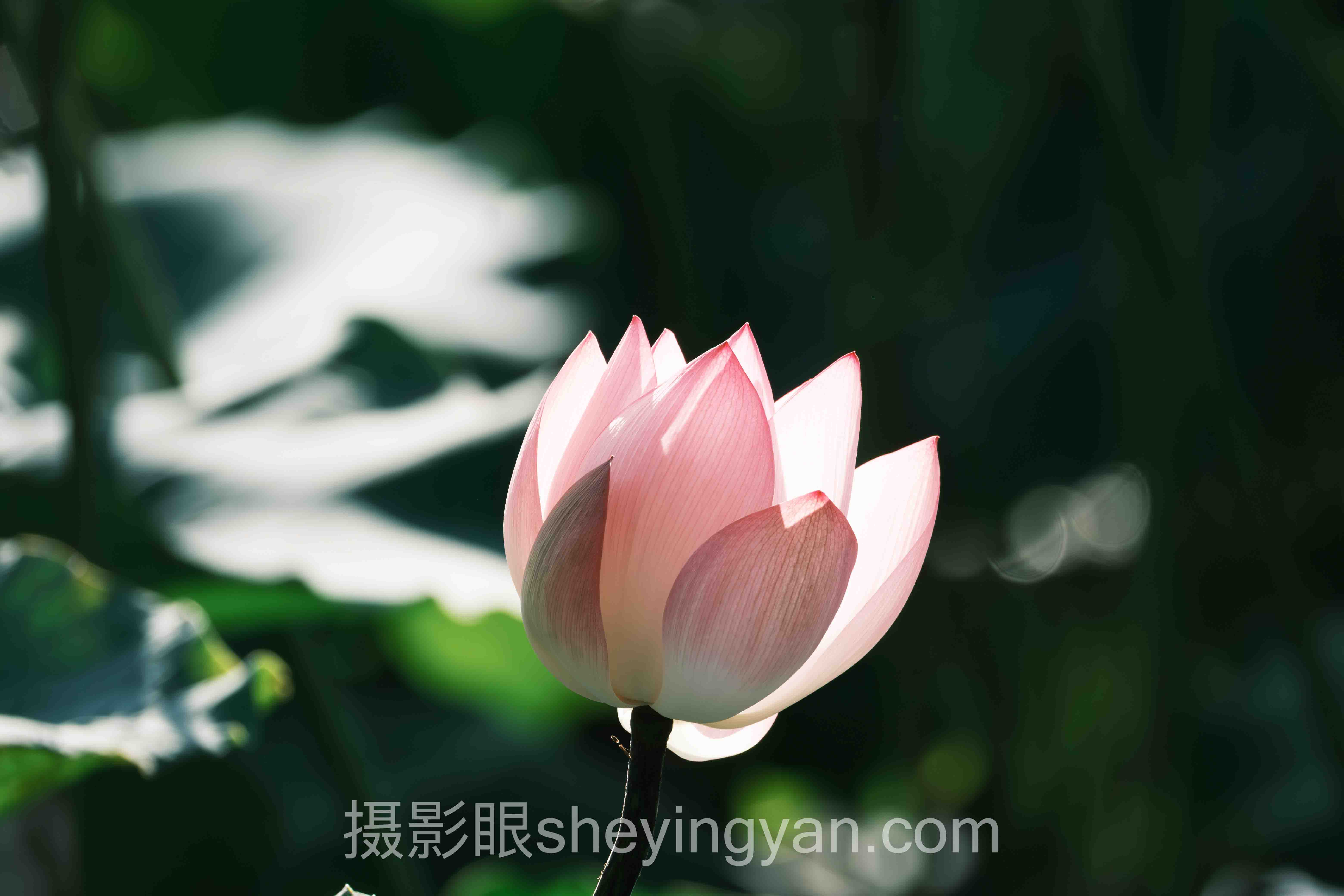 照片废片变好片主流方案横向对比：哪个更适合你？