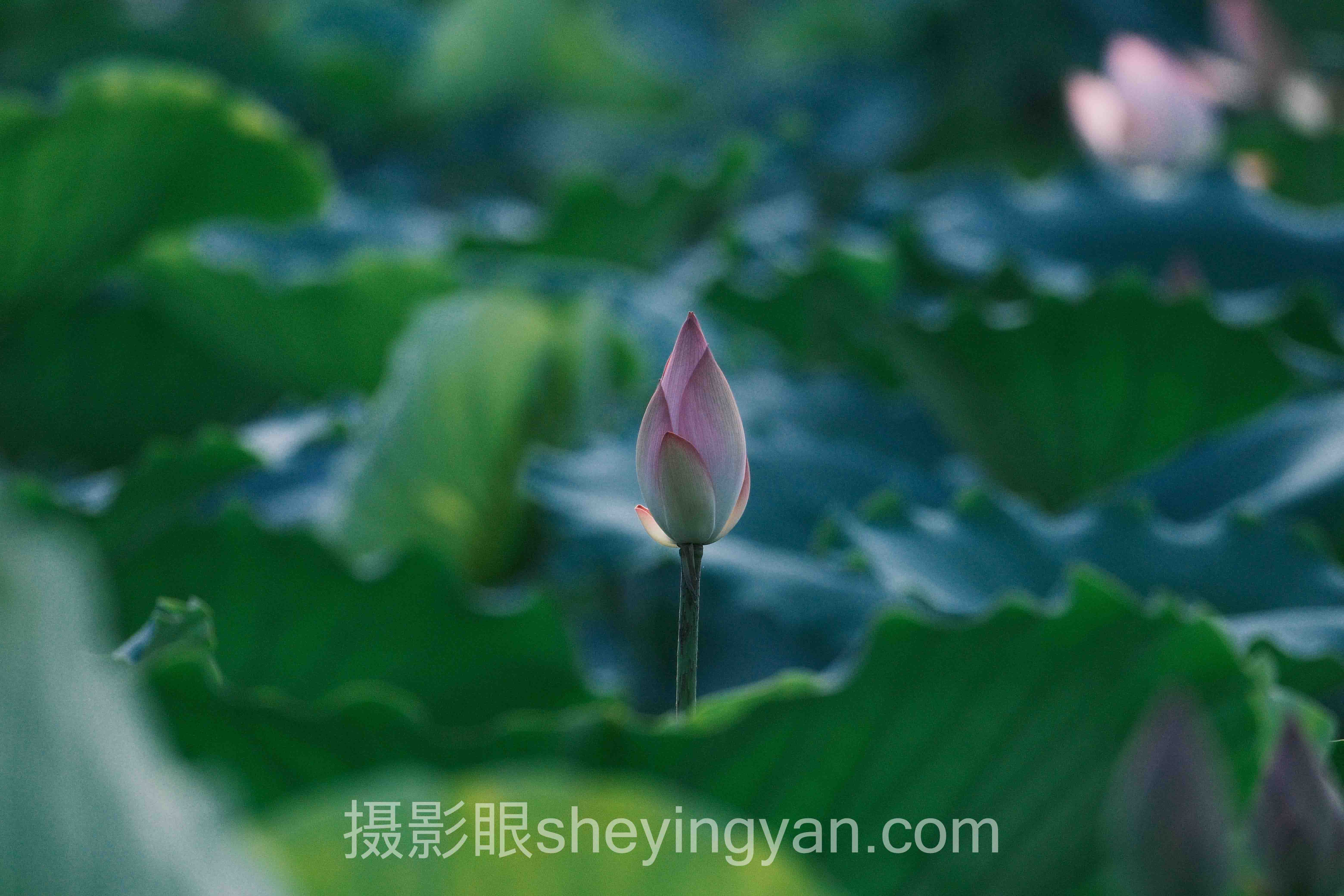 选照片点评平台不踩坑：5大维度对比指南