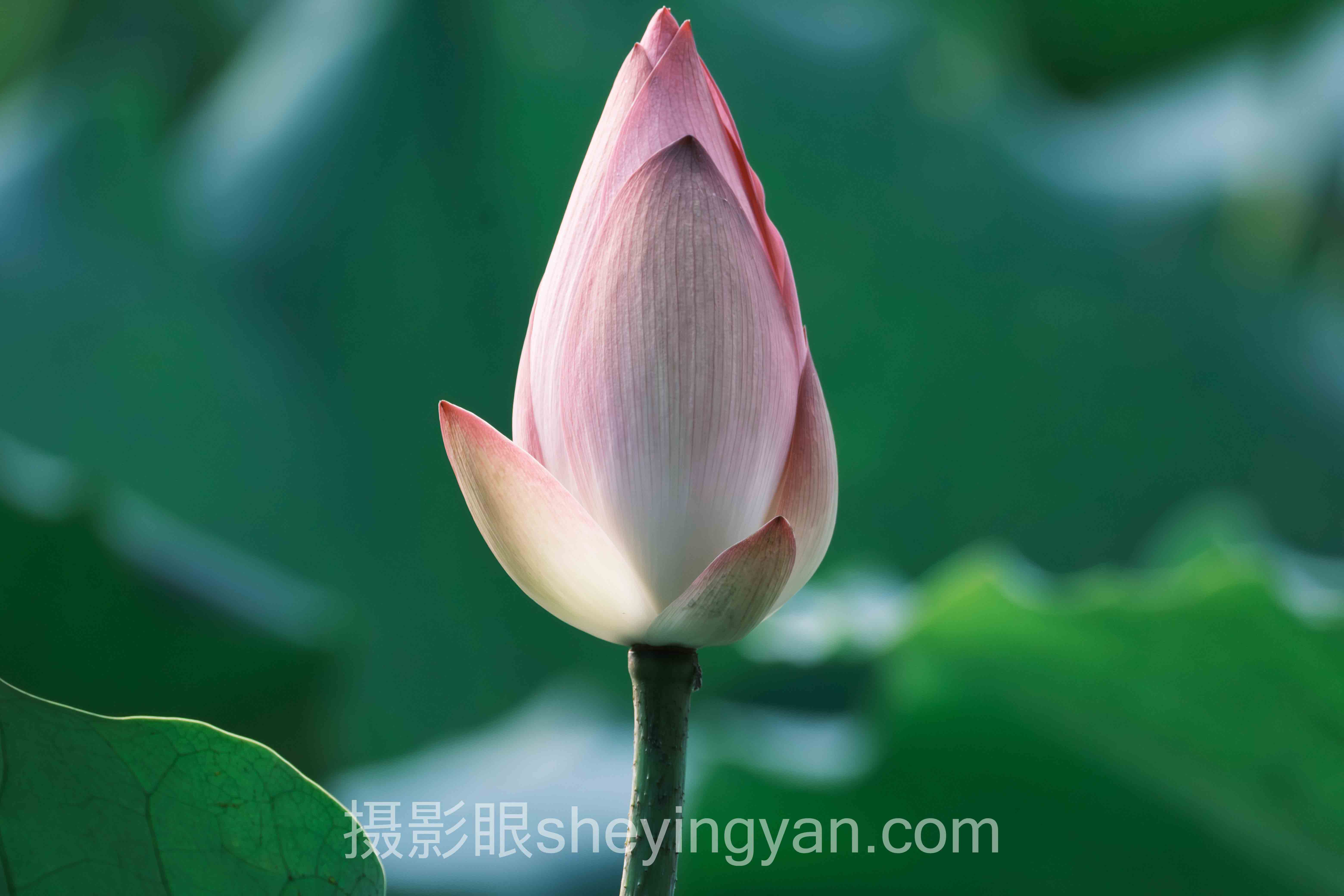 专家深度解读：手机摄影风格技巧的机遇与挑战