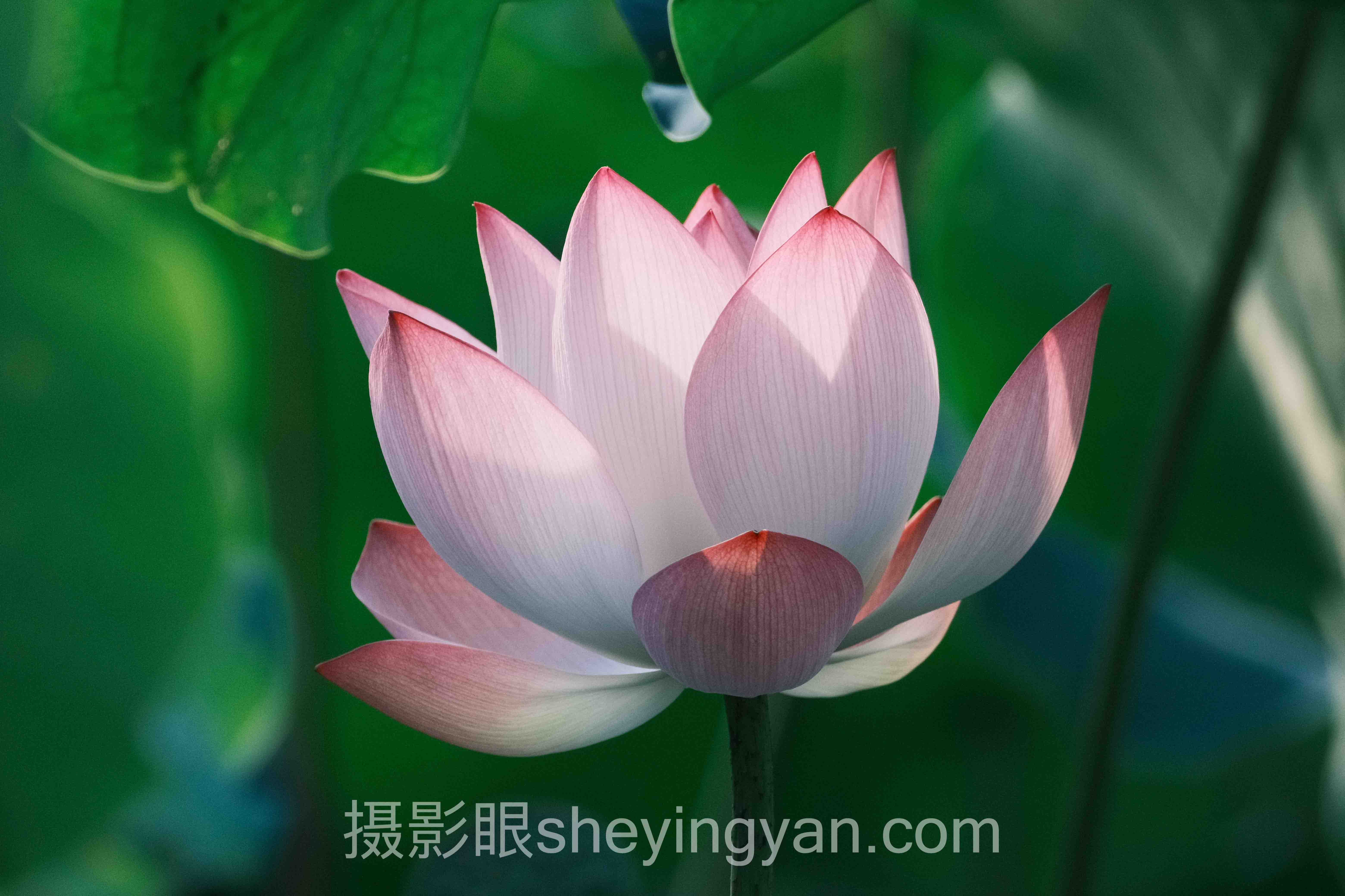 专家深度解读：摄影眼养成需要多久的机遇与挑战