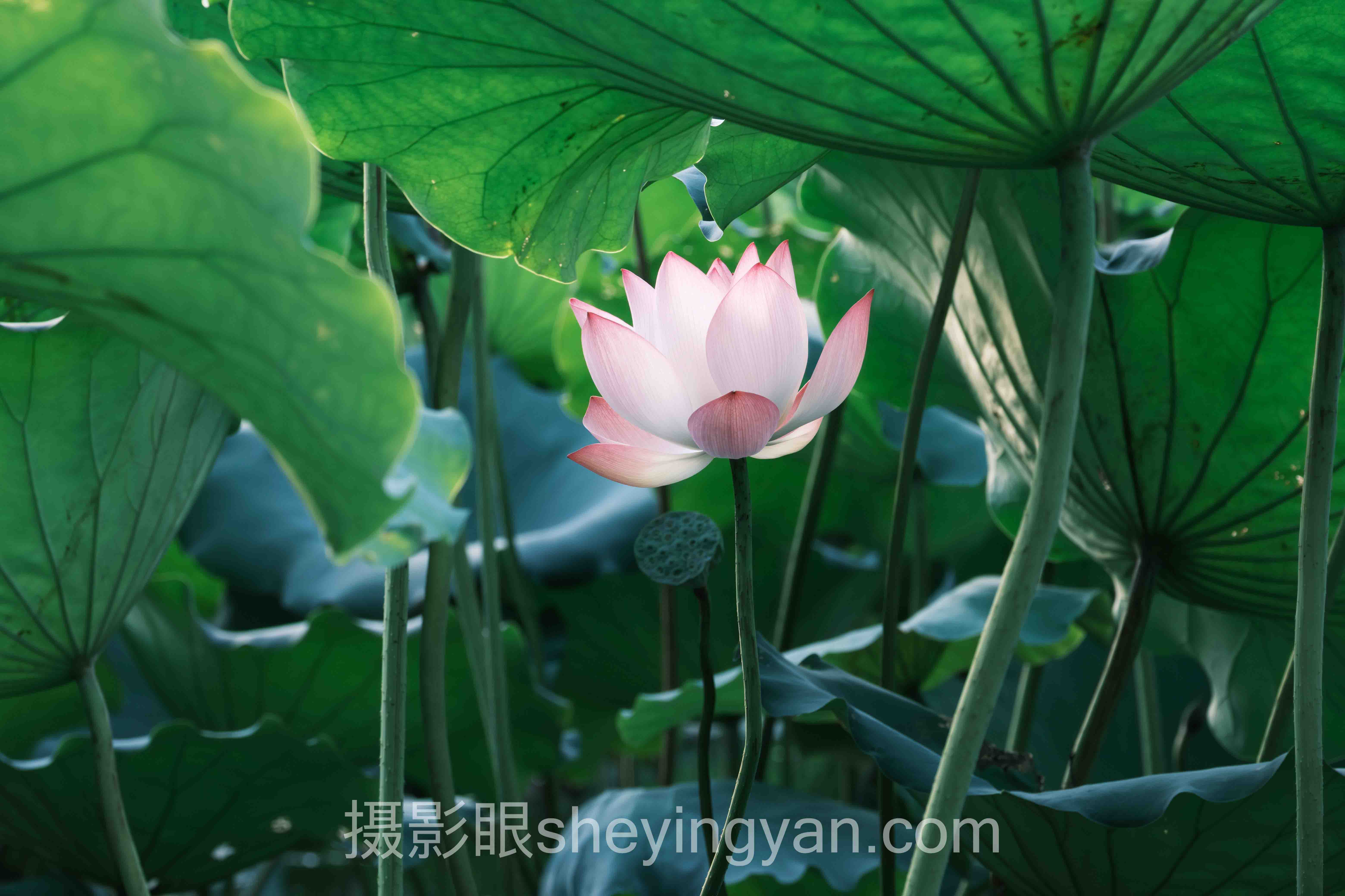 手机摄影点评网站
