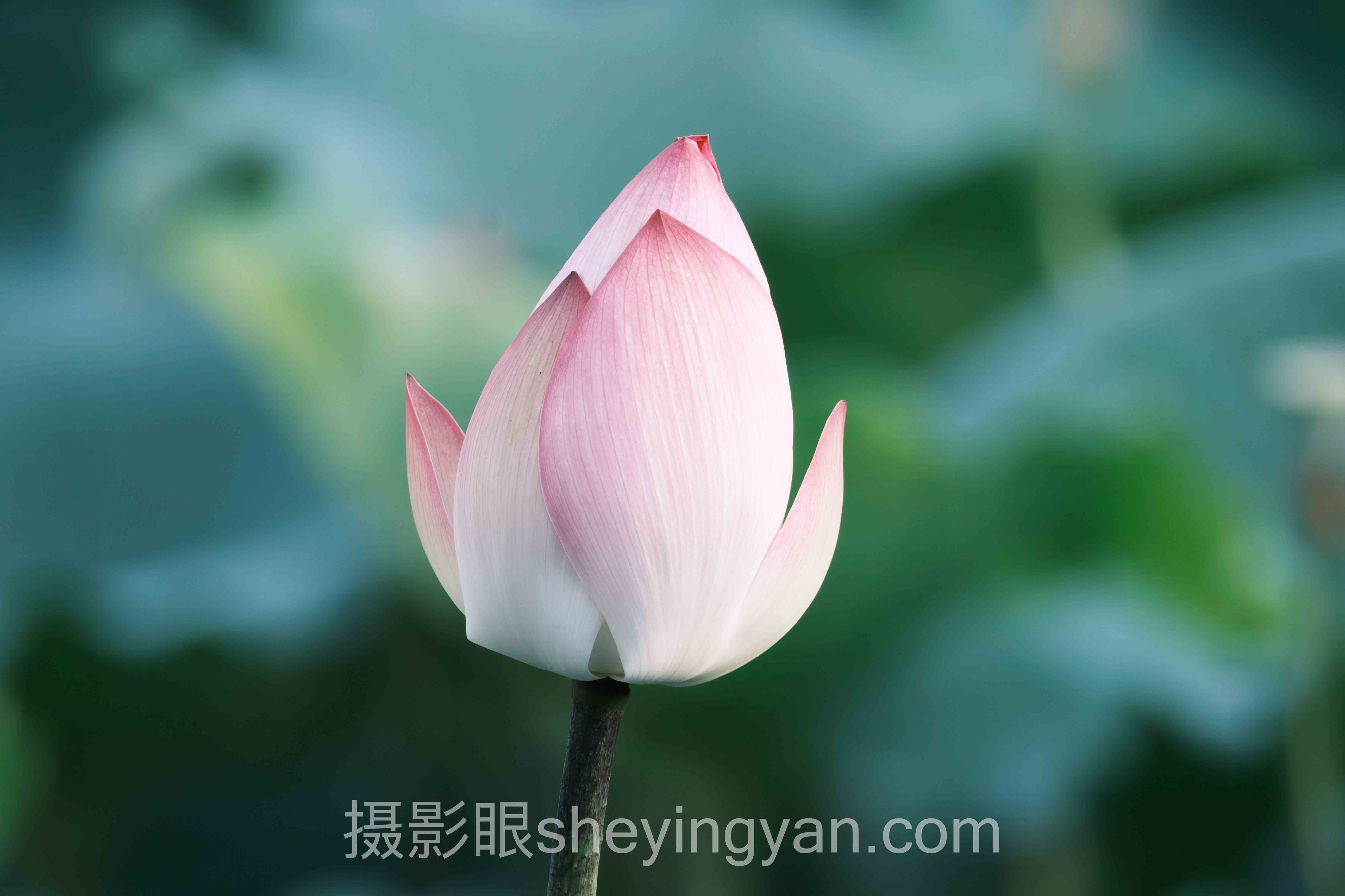 为什么专业照片点评能让你少走两年弯路