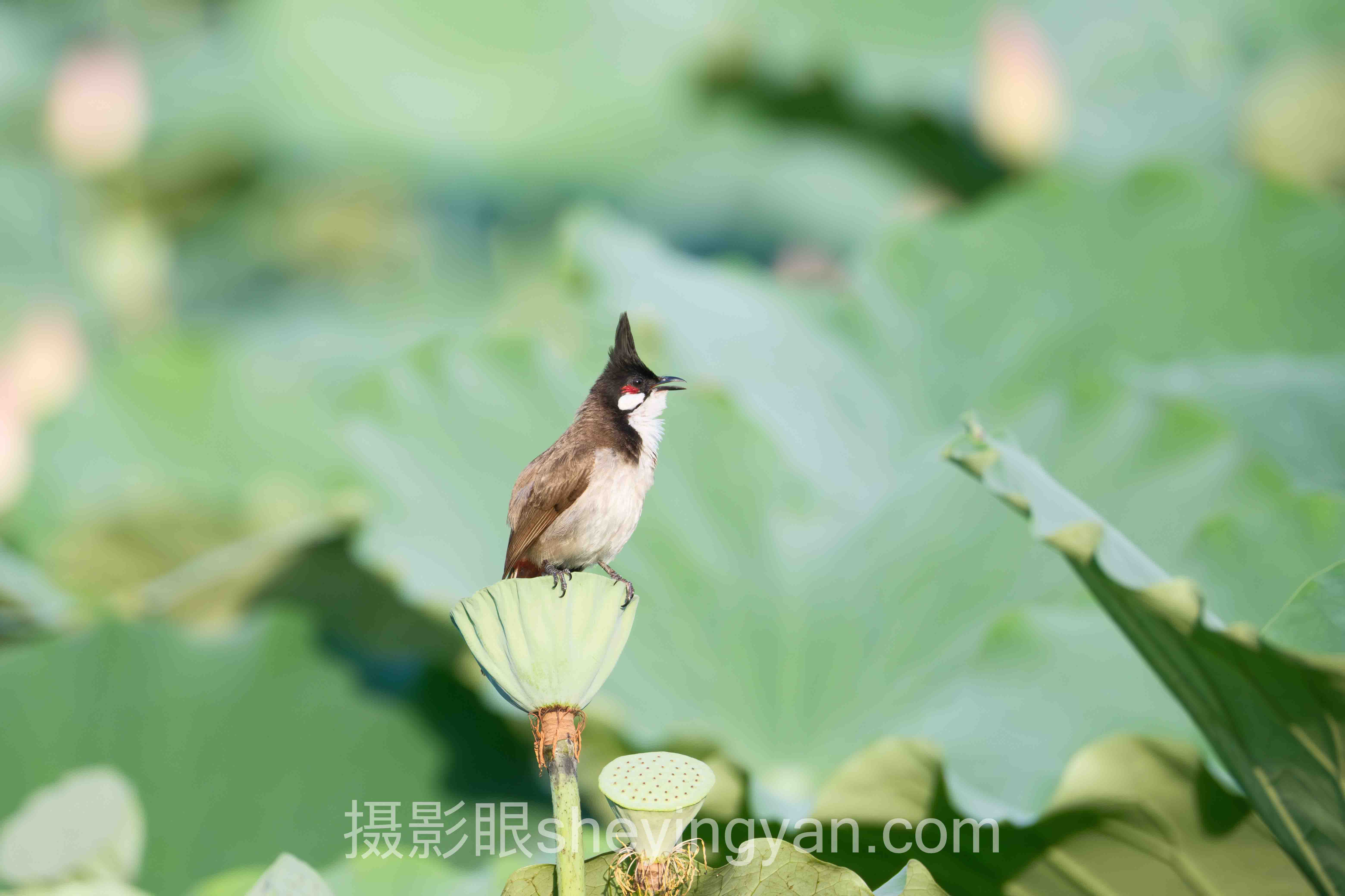 摄影照片点评方法：6个实操步骤快速提升出片率