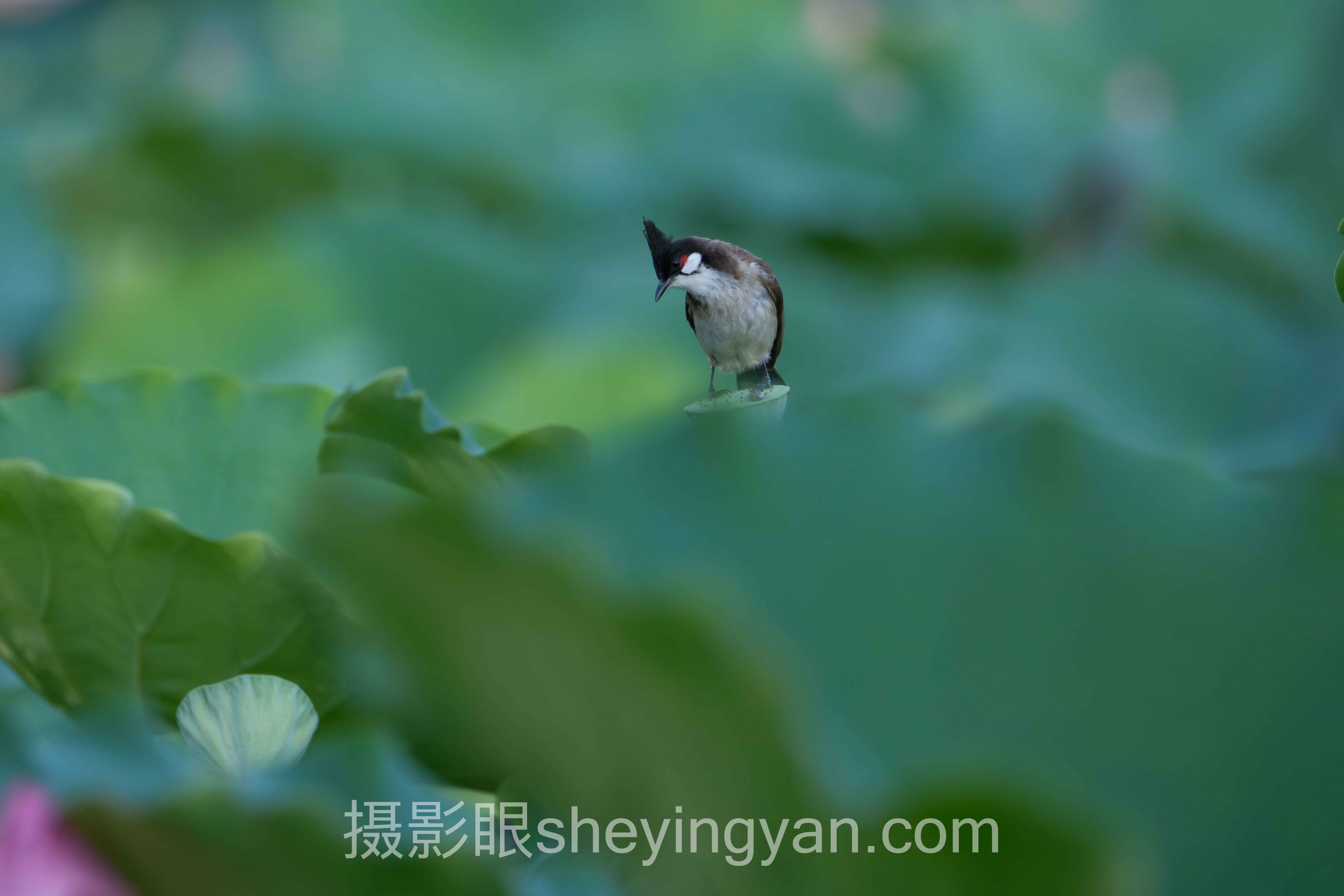 北京摄影构图培训,如何从传统走向数字革命?