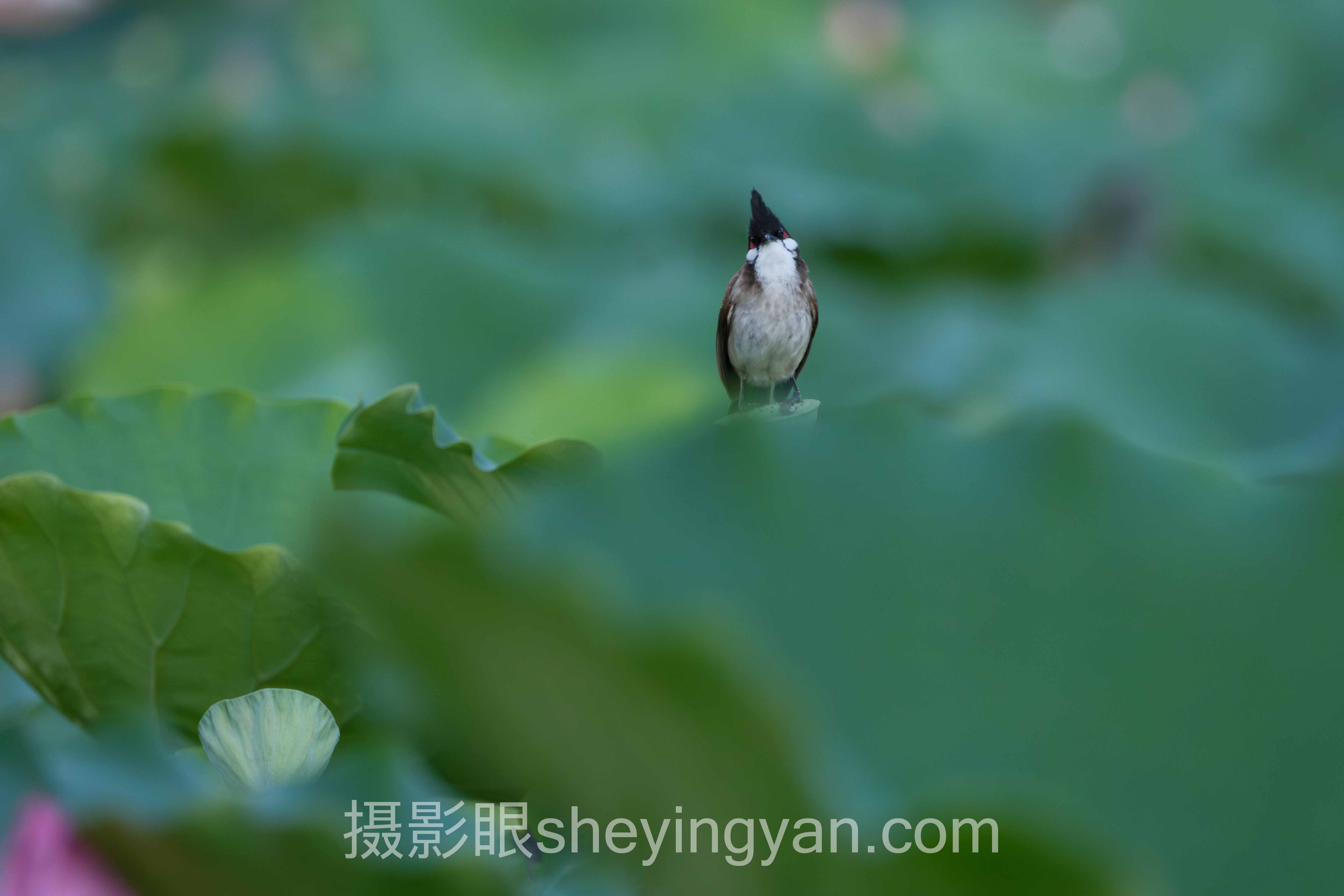摄影眼平台图片库深度分析:从海量存储到精准价值挖掘的突围路径