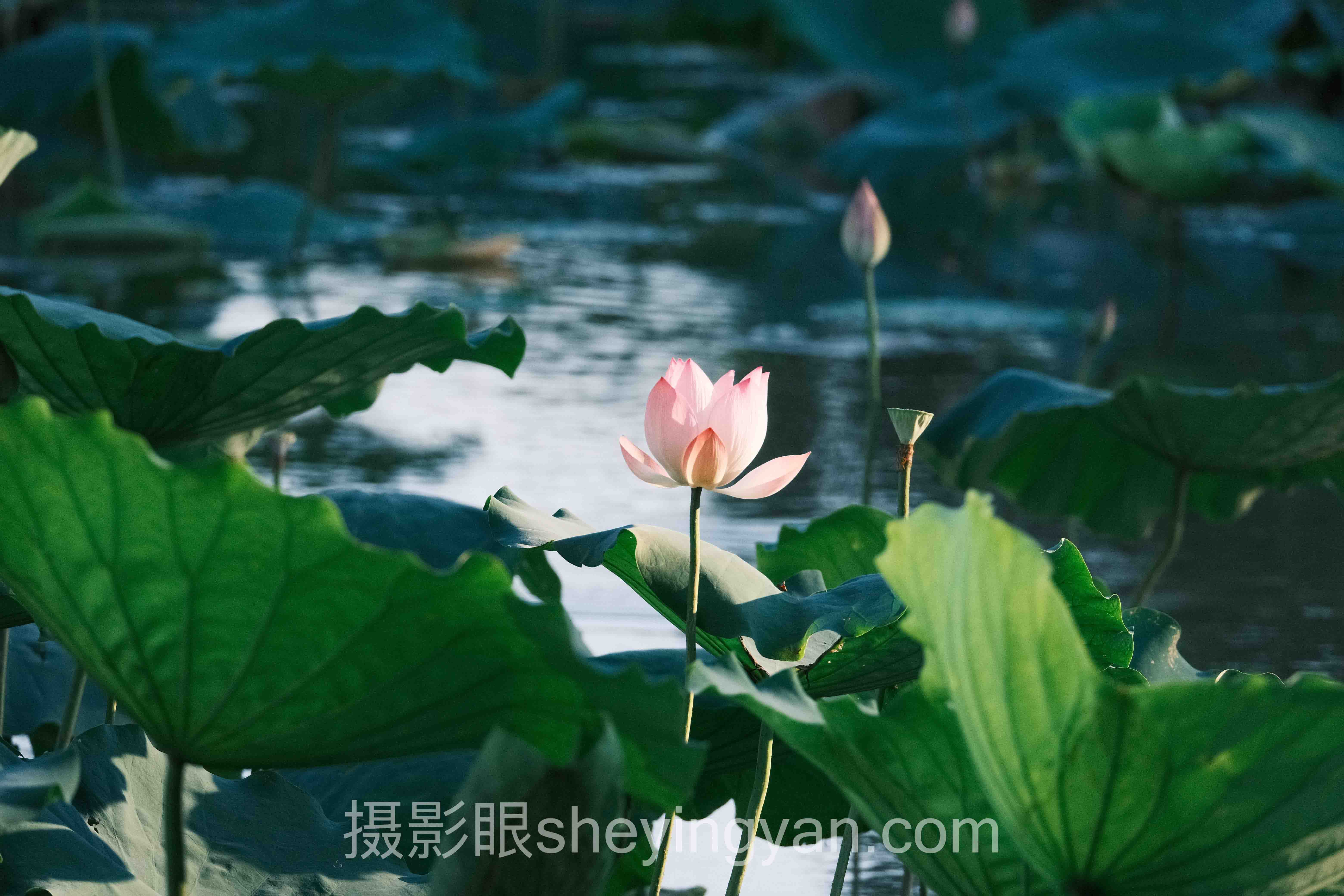 照片点评网站推荐主流方案横向对比：哪个更适合你？