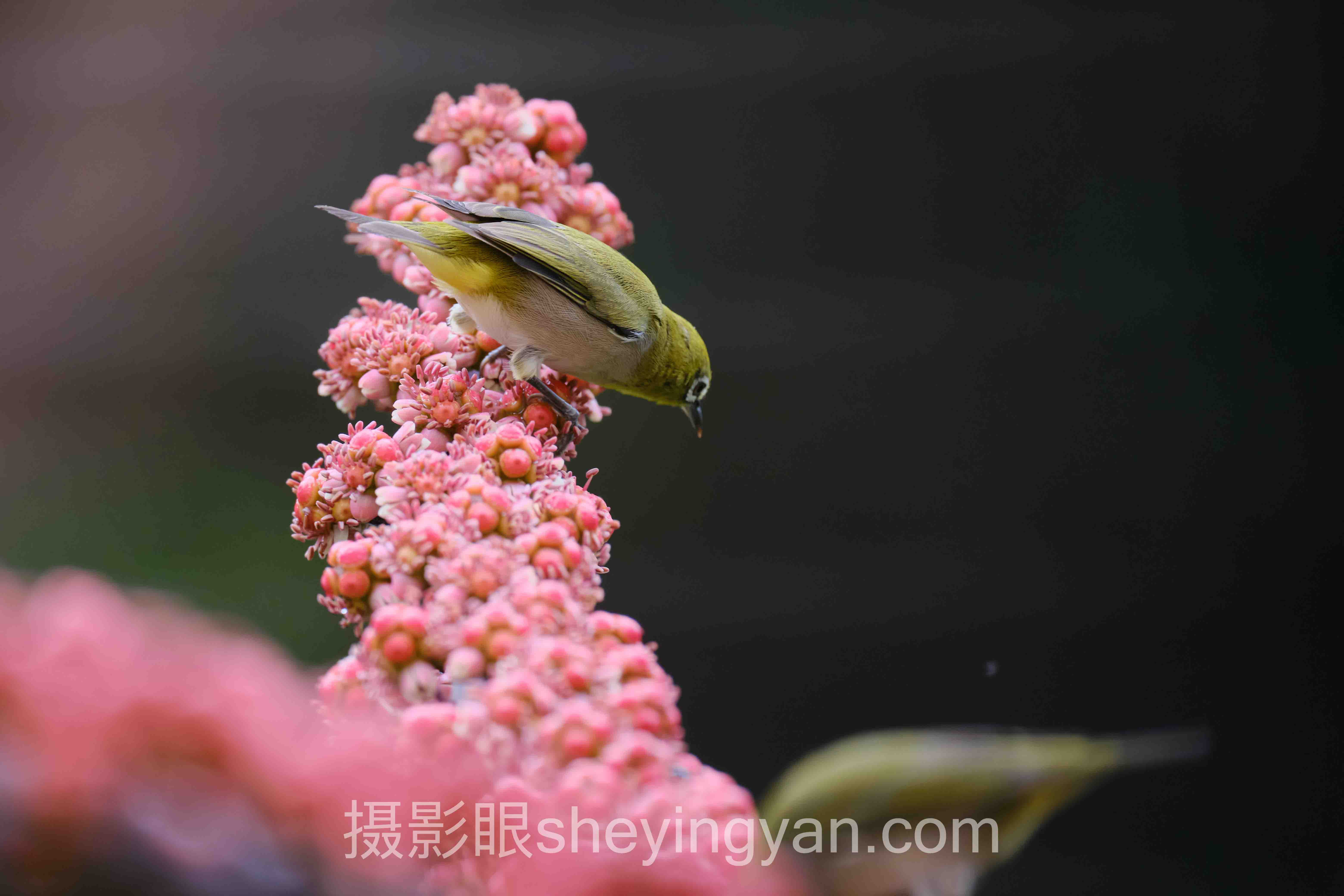 免费照片点评软件：从暗房到云端，3个摄影革命案例