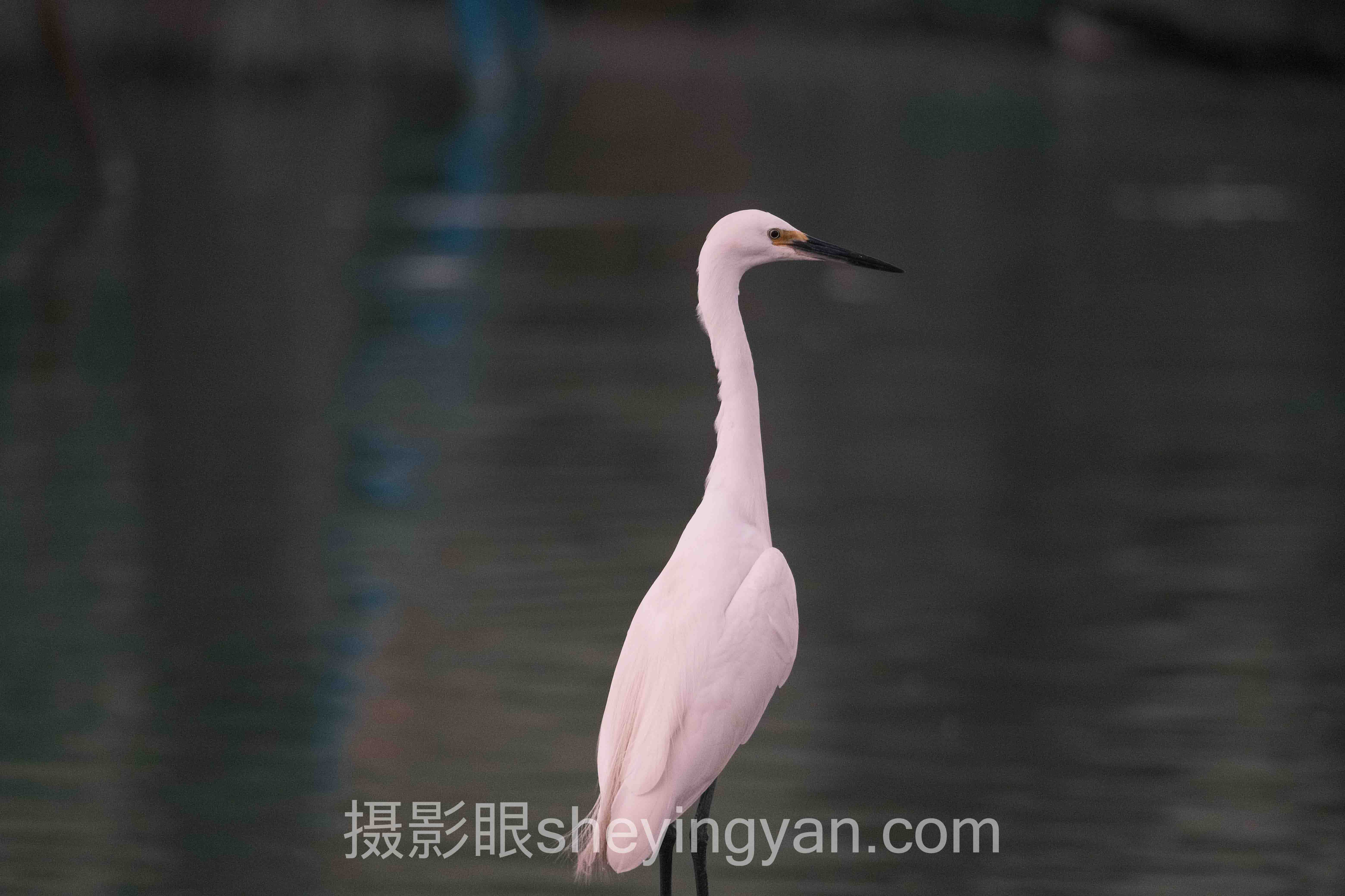人像摄影照片点评:为什么多数点评其实在帮倒忙