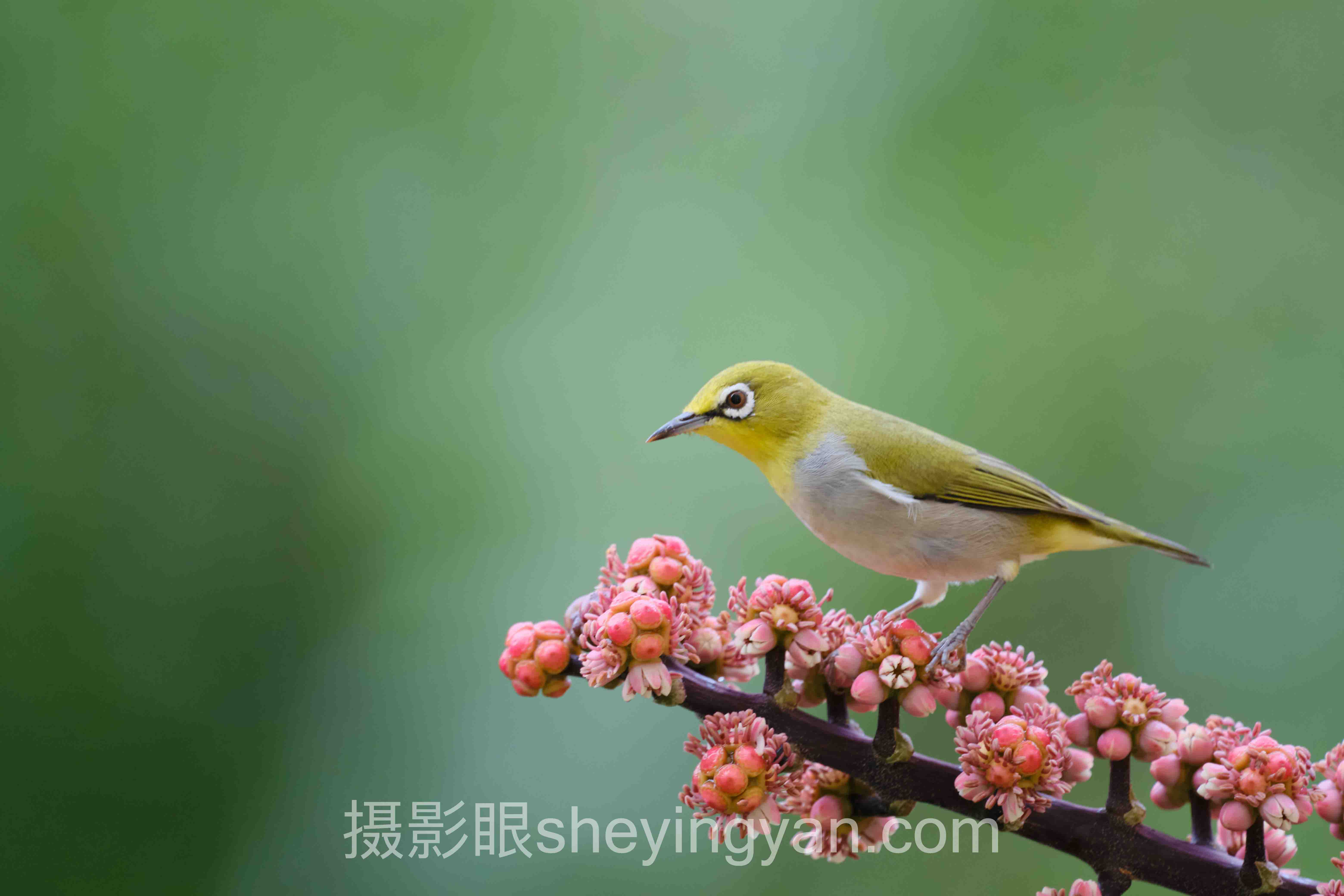 从案例看摄影眼sheyingyan.com好用吗：3个真实故事背后的照片点评方法论