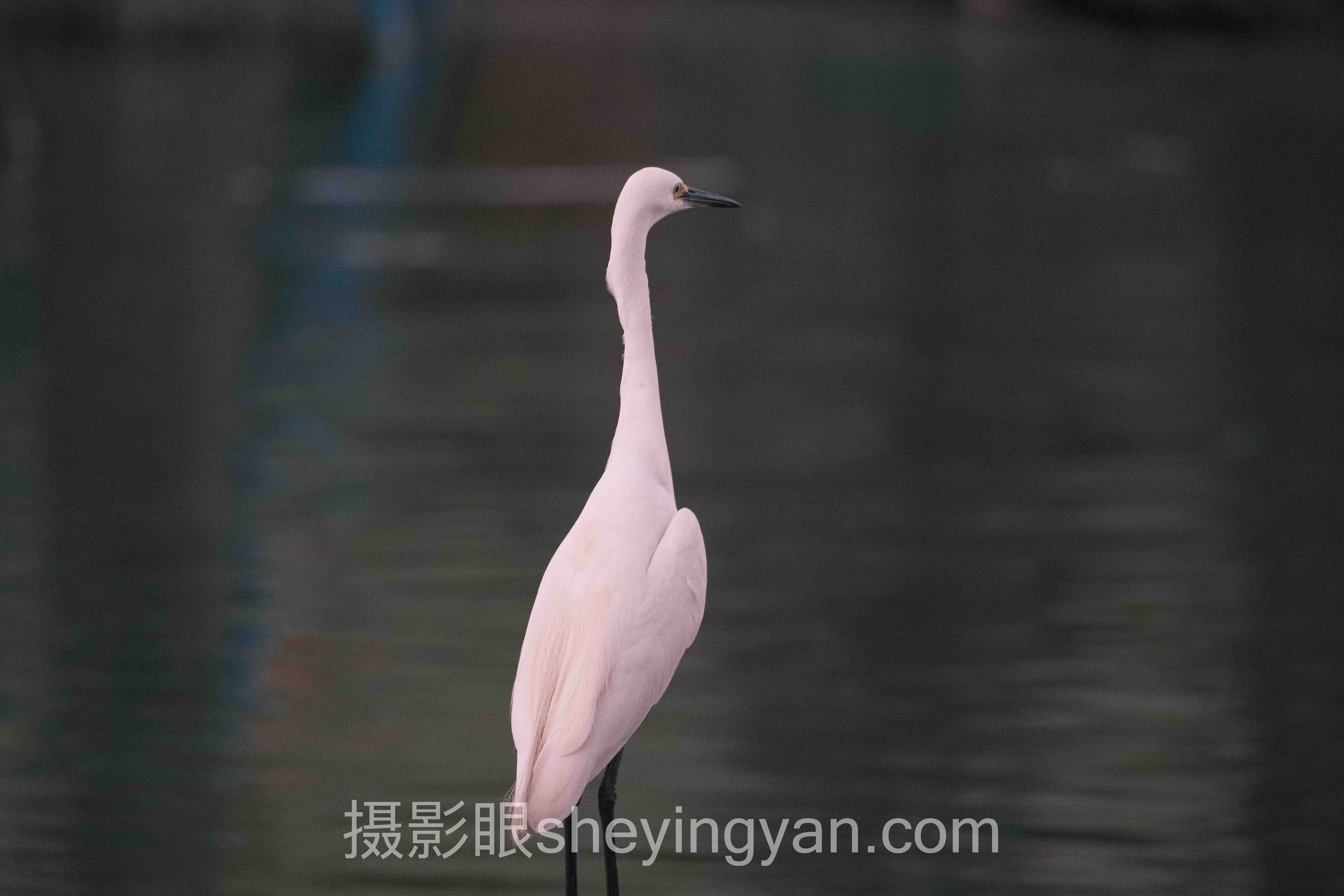 摄影眼平台长焦