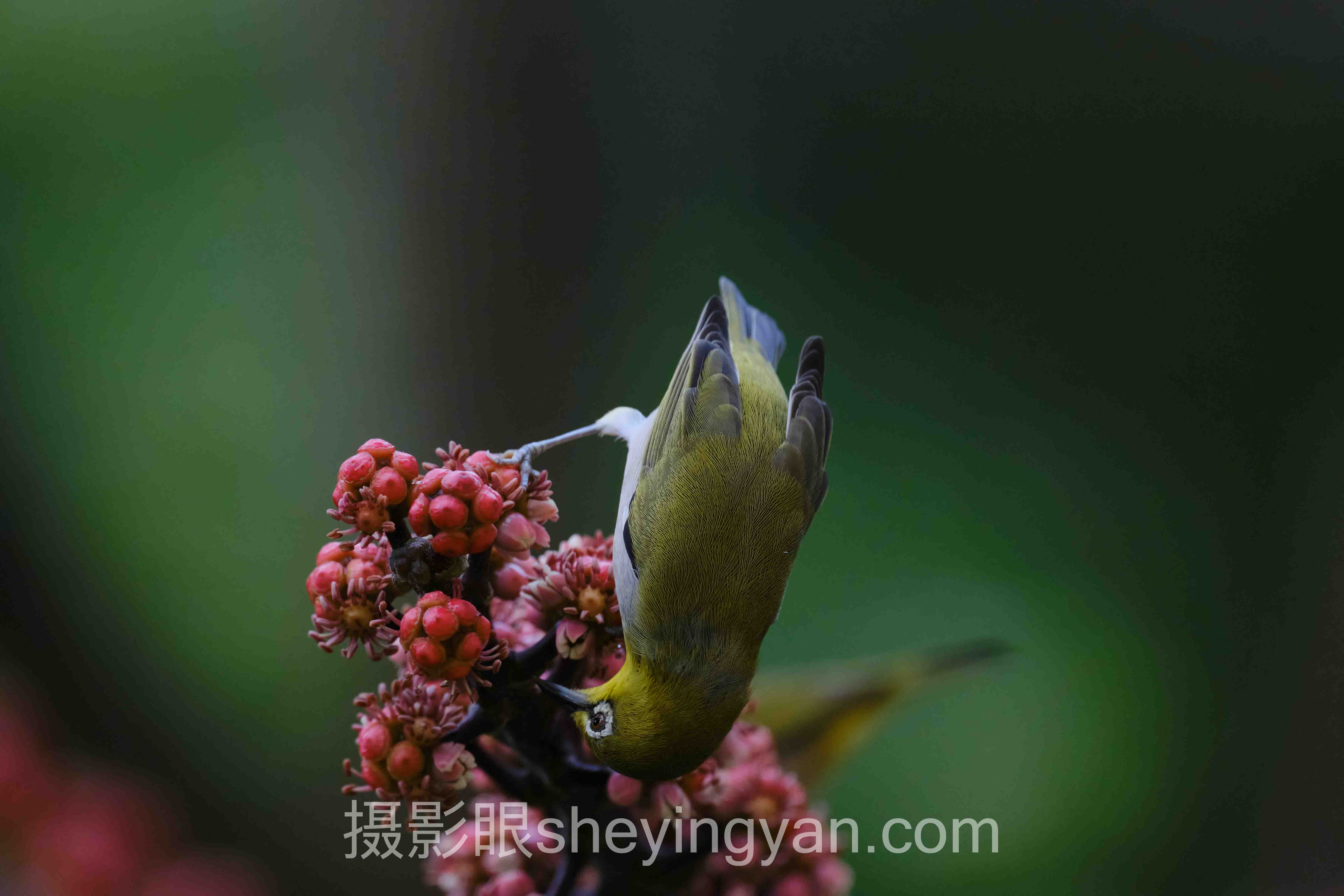 透视照片点评：摄影审美训练的底层逻辑与发展趋势