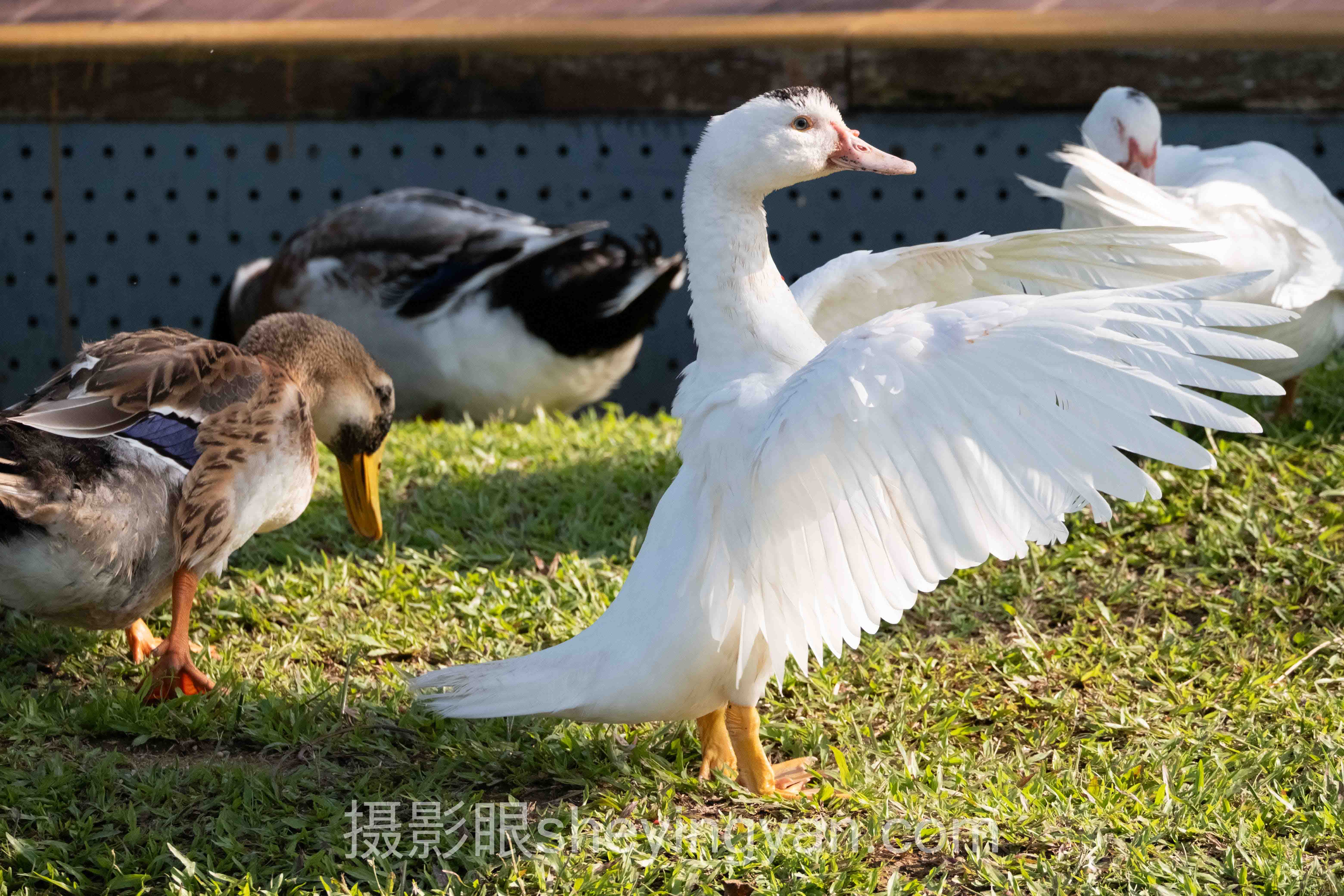 摄影眼官网怎么注册