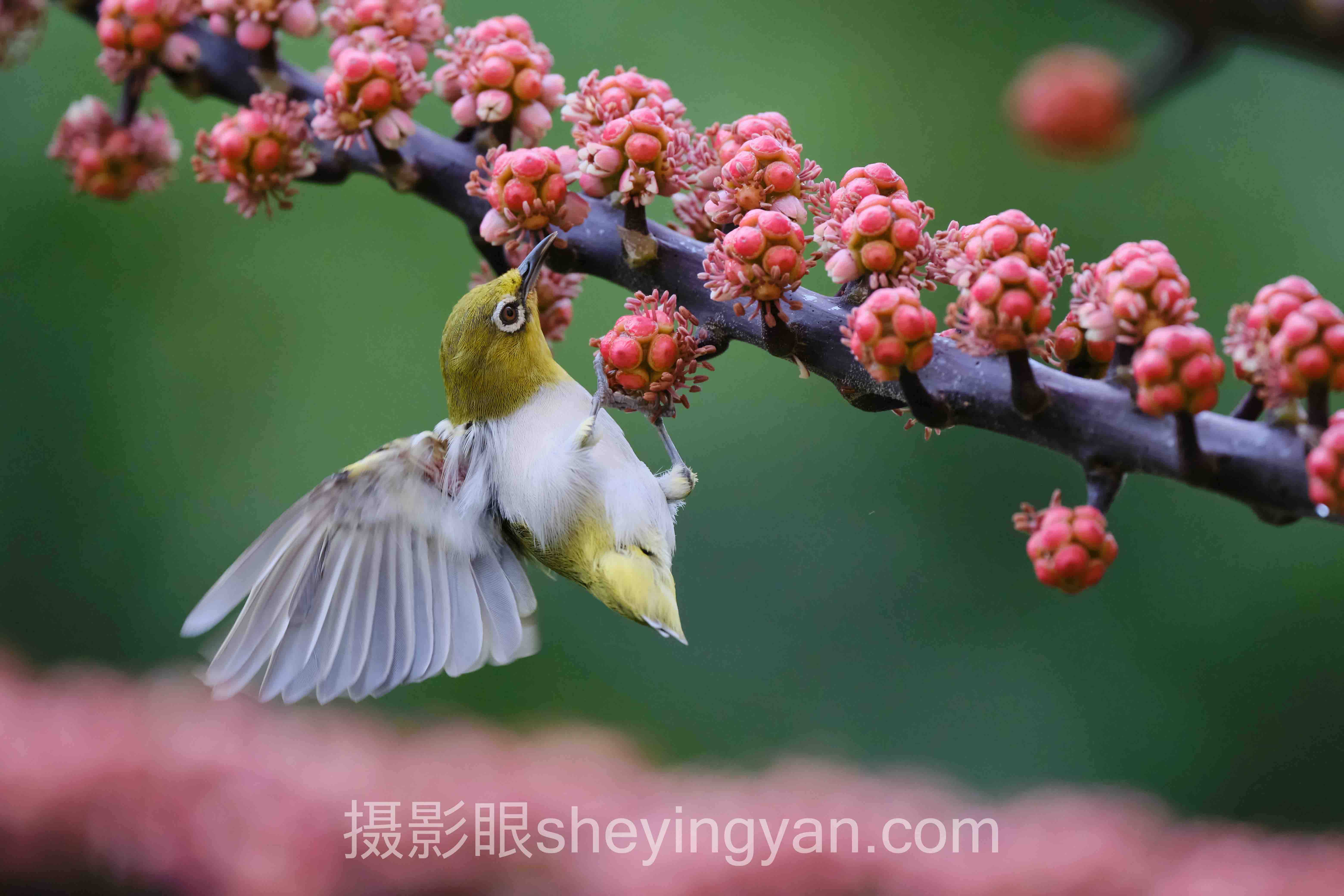 摄影眼官网sheyingyan.comApp下载全问答:你想知道的都在这里