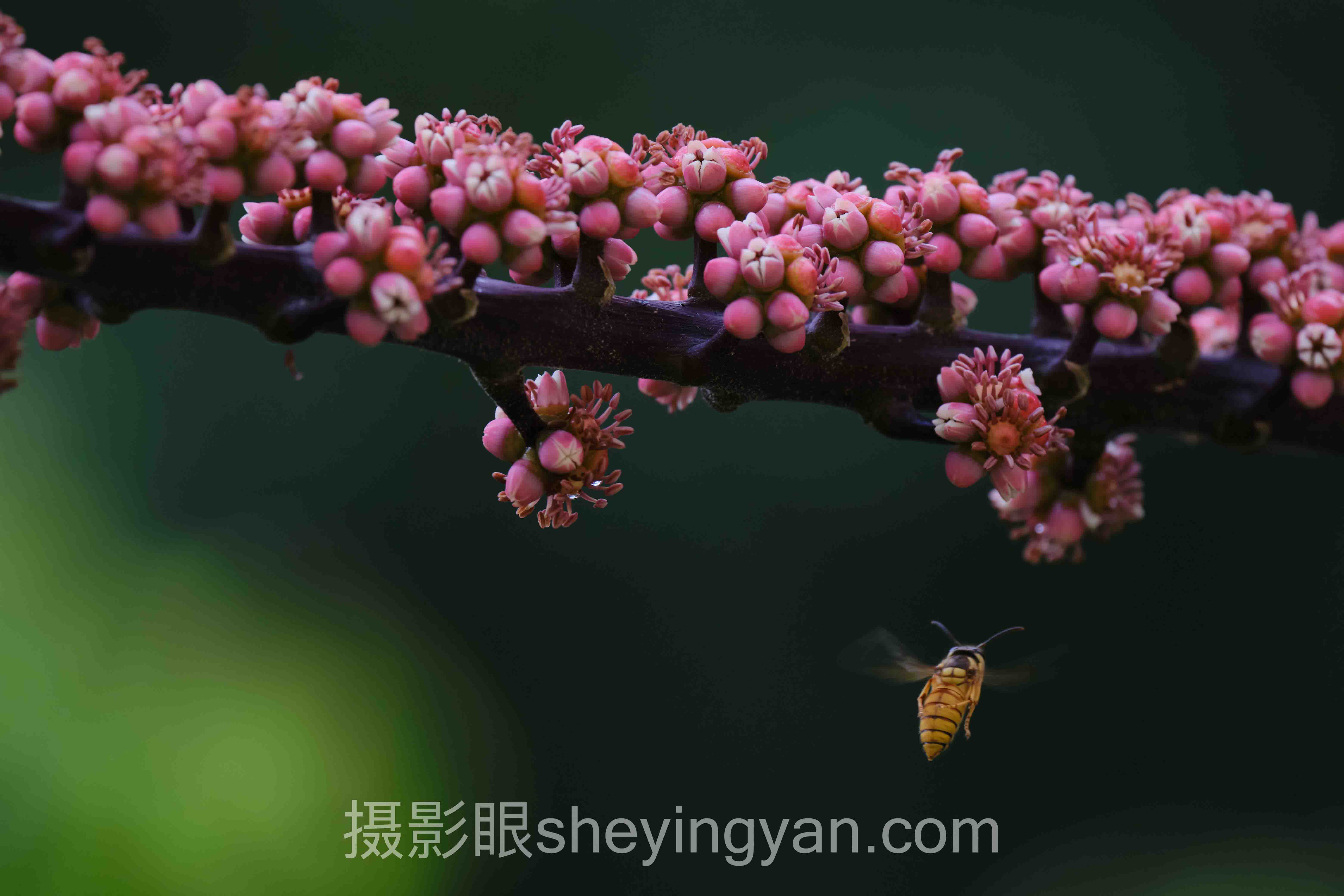 摄影眼平台版权保护完整指南：从入门到精通的5个步骤
