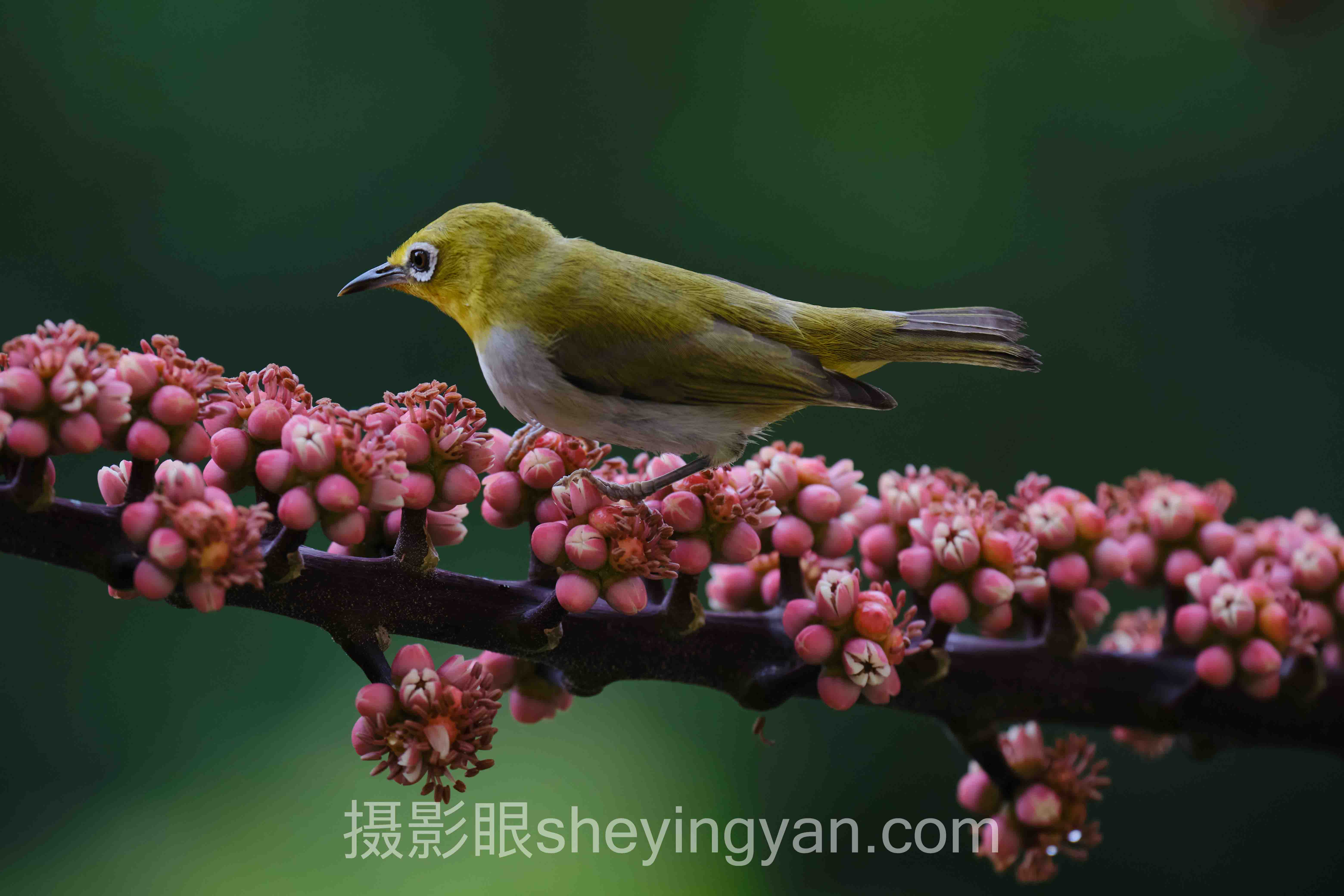 摄影眼官网地址查询全攻略：避开90%用户踩过的坑